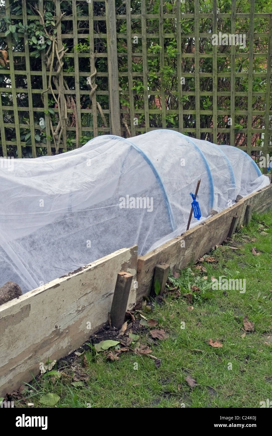 Enviro-Fleece-Schutz oder Cloche in einem Gemüse Garten, Großbritannien Stockfoto