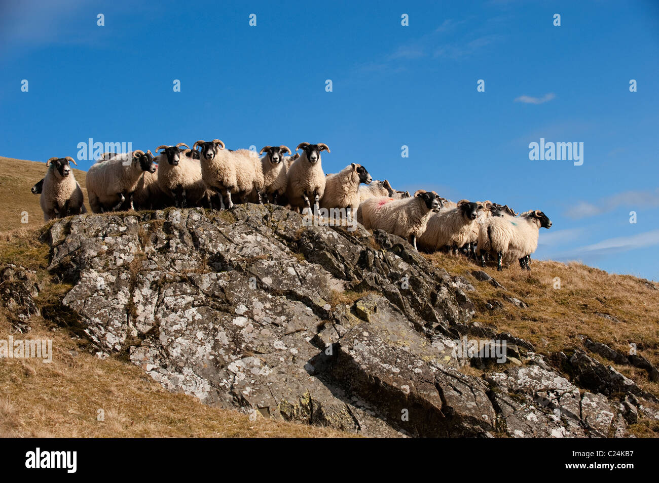 Herde von Scottish Blackface Schafe auf Hügel vor dem Ablammen. Stockfoto