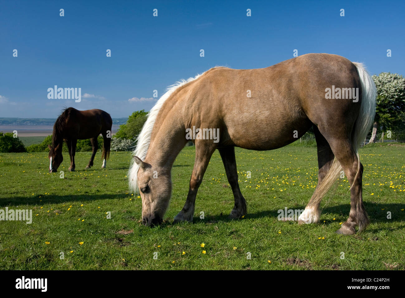 Welsh Mountain Ponys, Gower Halbinsel, Süd-Wales Stockfoto
