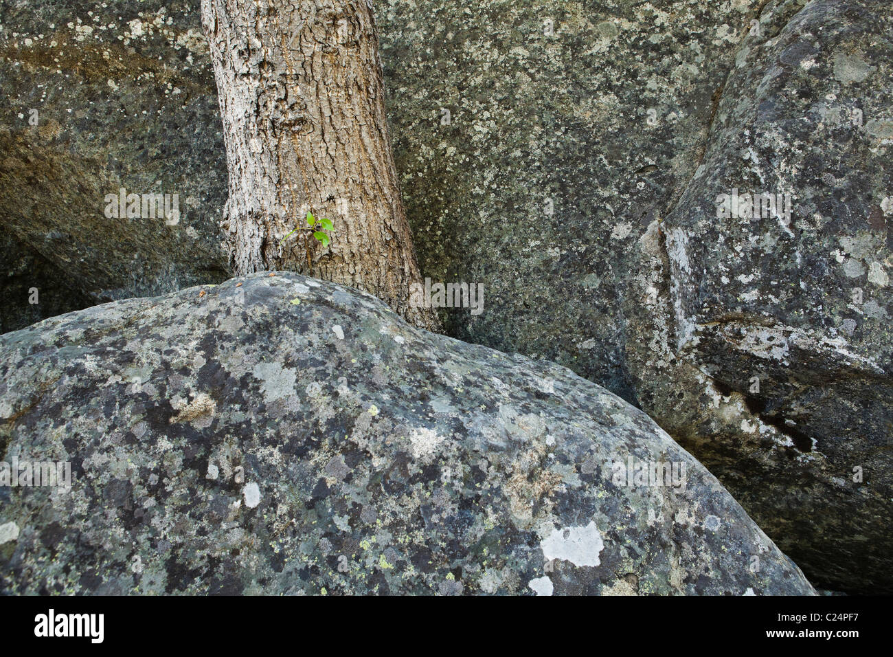 Ein Baum wächst durch einen Riss zwischen zwei Felsbrocken ...