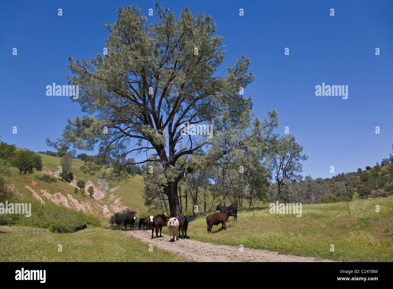 Die RS Guest Ranch ist eine Rinderfarm und Jagdhaus befindet sich in Paicines, Kalifornien in der Nähe von King City Stockfoto