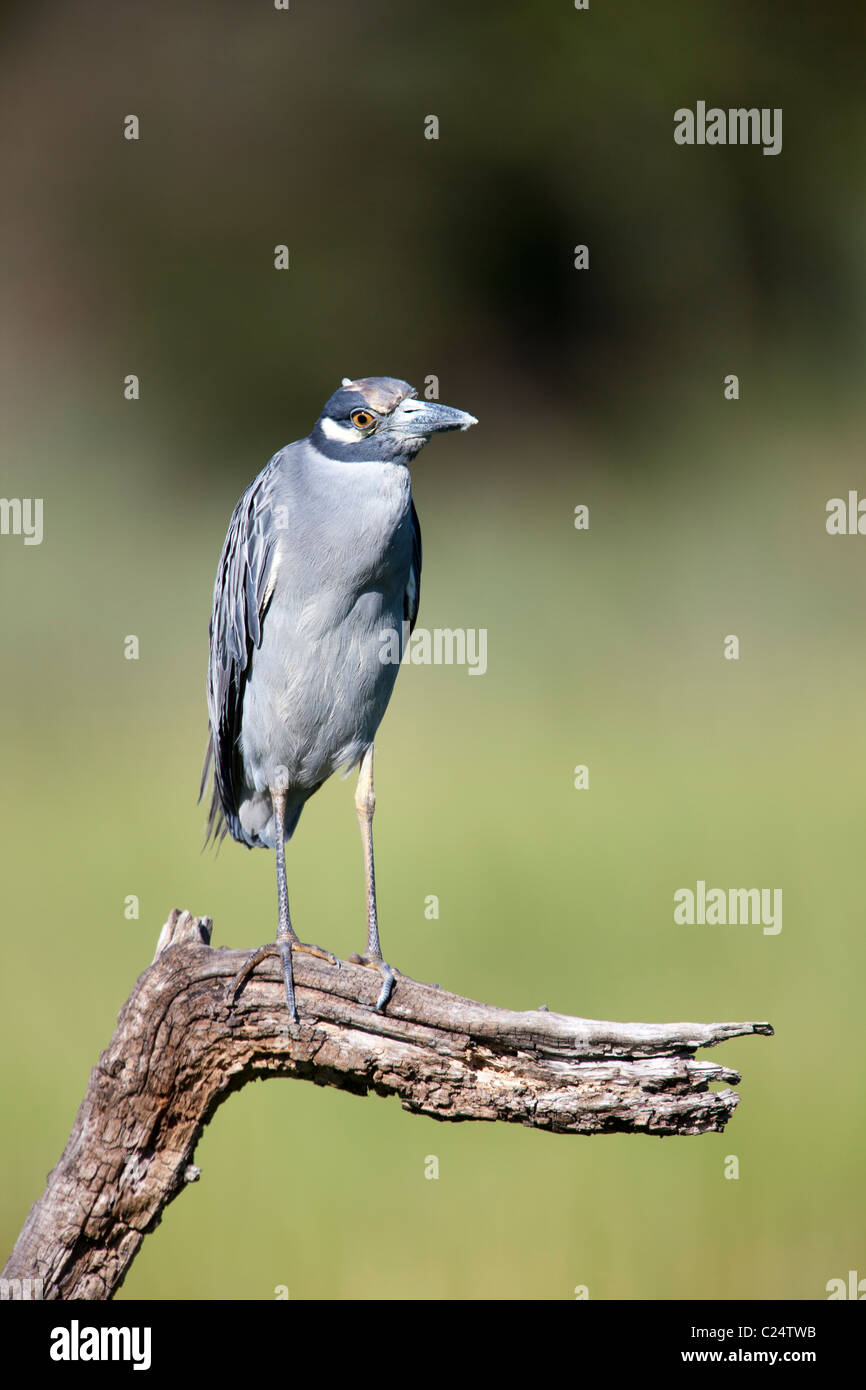 Erwachsene schwarz-gekrönter Nacht-Reiher thront in einem toten Baum Stockfoto