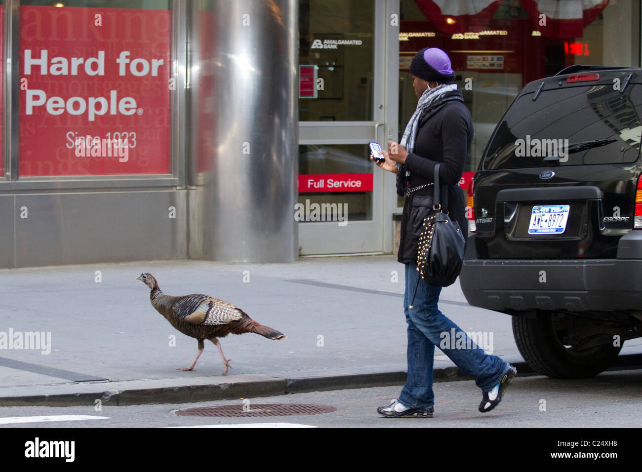 Frau, die gerade ein wilder Truthahn (Meleagris Gallopavo) zu Fuß auf dem Bürgersteig in lower Manhattan Stockfoto