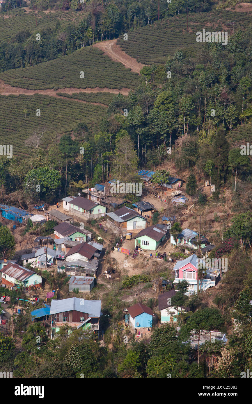 Ein Dörfchen, eingehüllt von Teeplantagen in Darjeeling, Westbengalen, Indien. Stockfoto