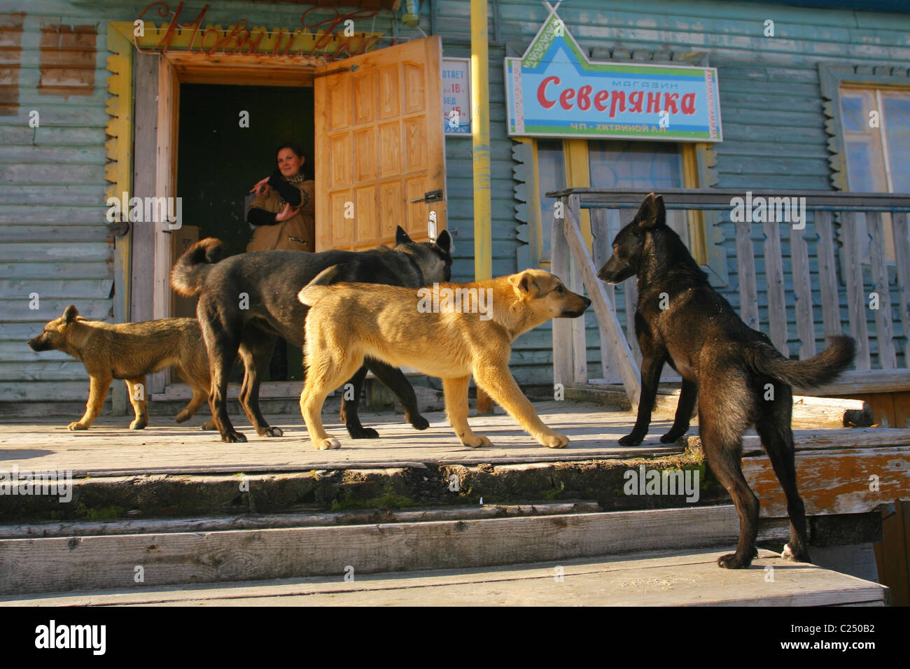 Streunende Hunde spielen auf der Veranda des Speichers während eine Verkäuferin in der Tür stehe. Siedlung Mys-Stein, Jamal, Russland Stockfoto