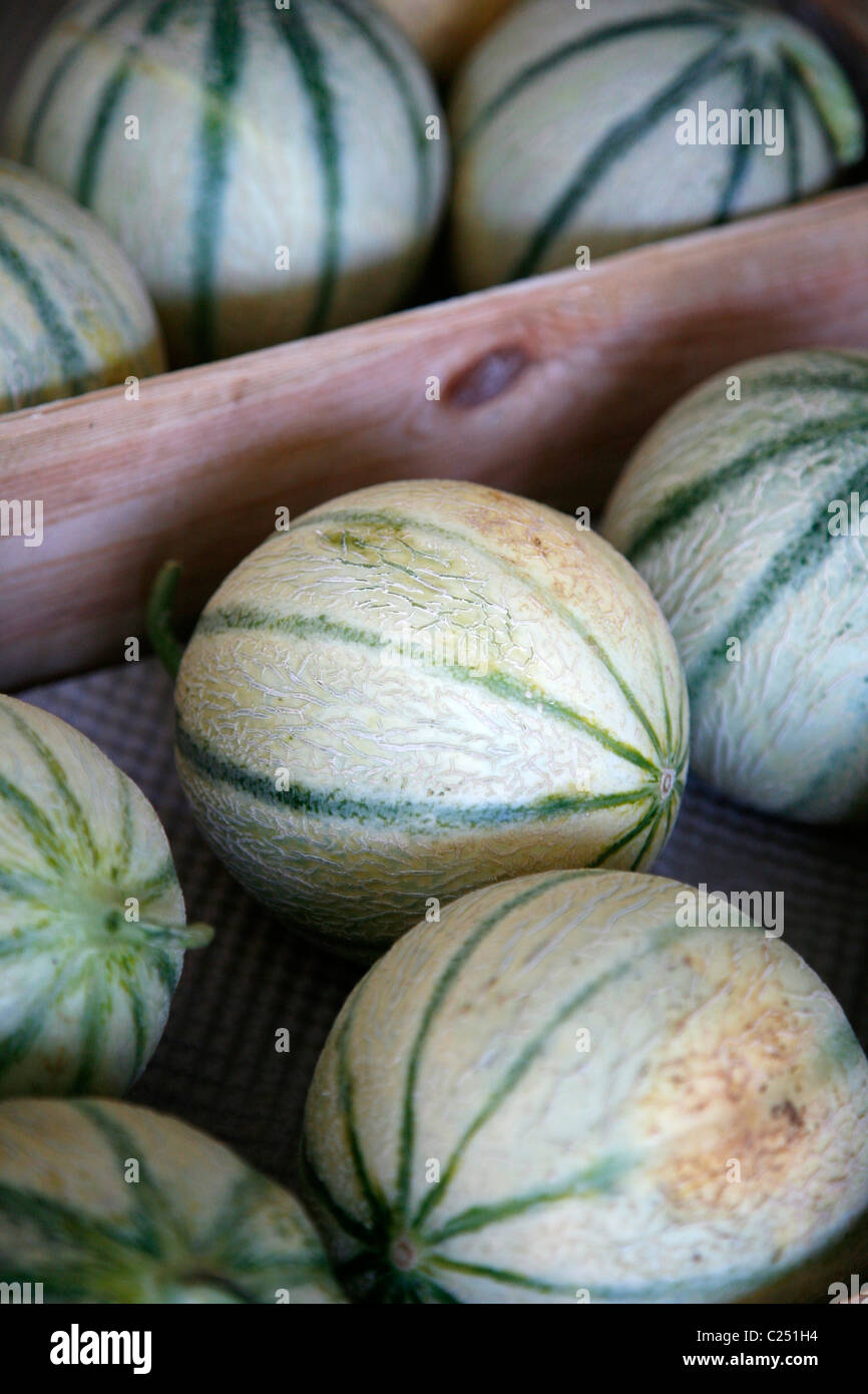 Melonen, Cavaillon, Vaucluse, Provence, Frankreich. Stockfoto