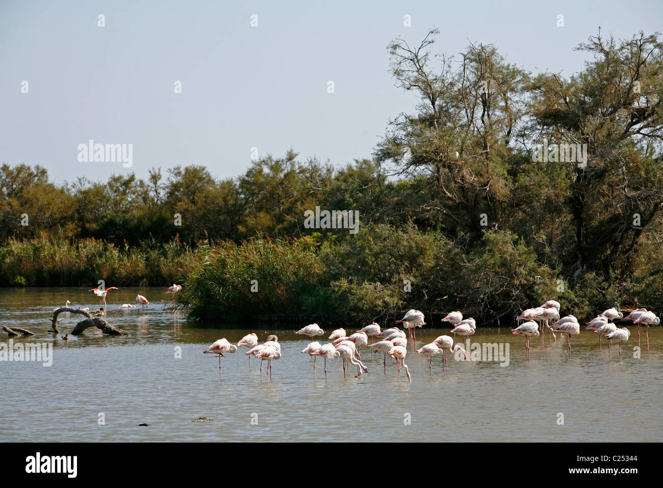 Flamingos in flachen Seen, Camargue, Provence, Frankreich. Stockfoto