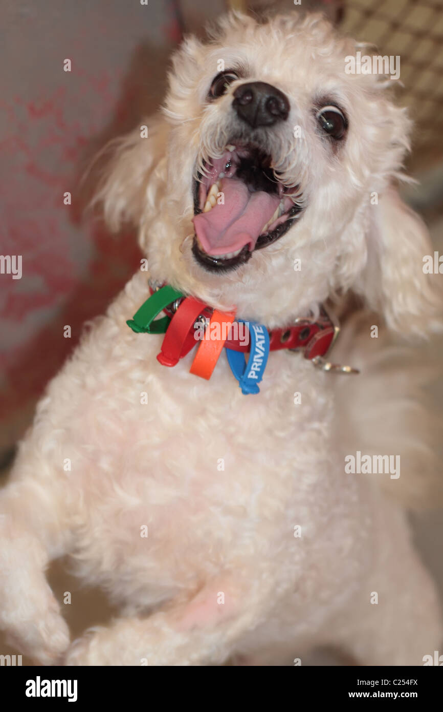 Fröhlich sein Stockfoto