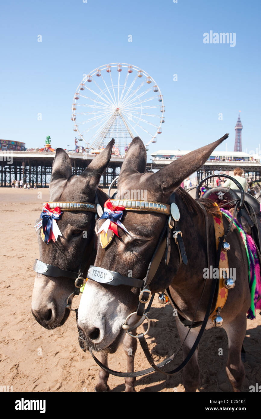 Esel auf dem Sand am Strand von Blackpool in Lancashire, England, UK Stockfoto