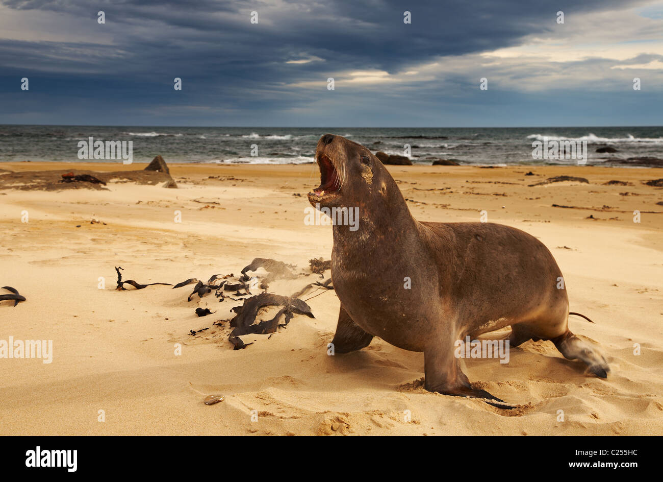 Wilde Seelöwen am Strand, New Zealand Stockfoto