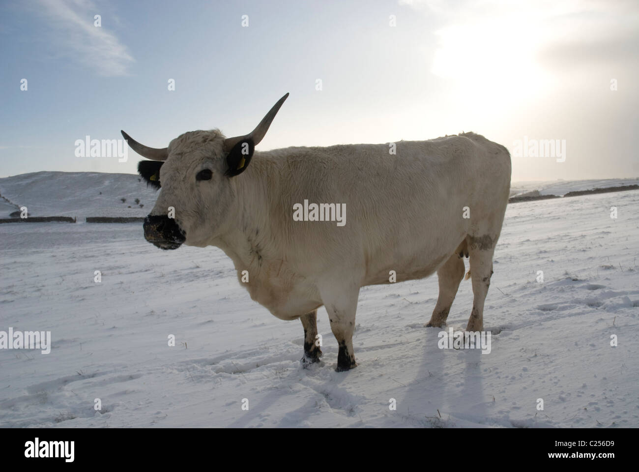 White Park Rinder in Ecton Hill Peak District Stockfoto