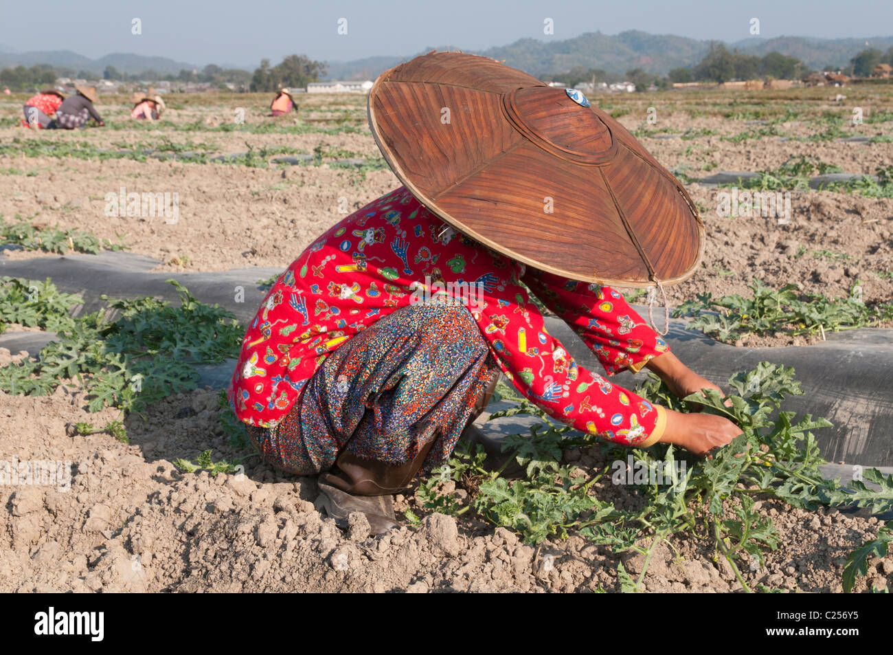 Frau bei der Arbeit in einem Feld. Hsipaw. Nördlichen Shan Staat. Myanmar Stockfoto