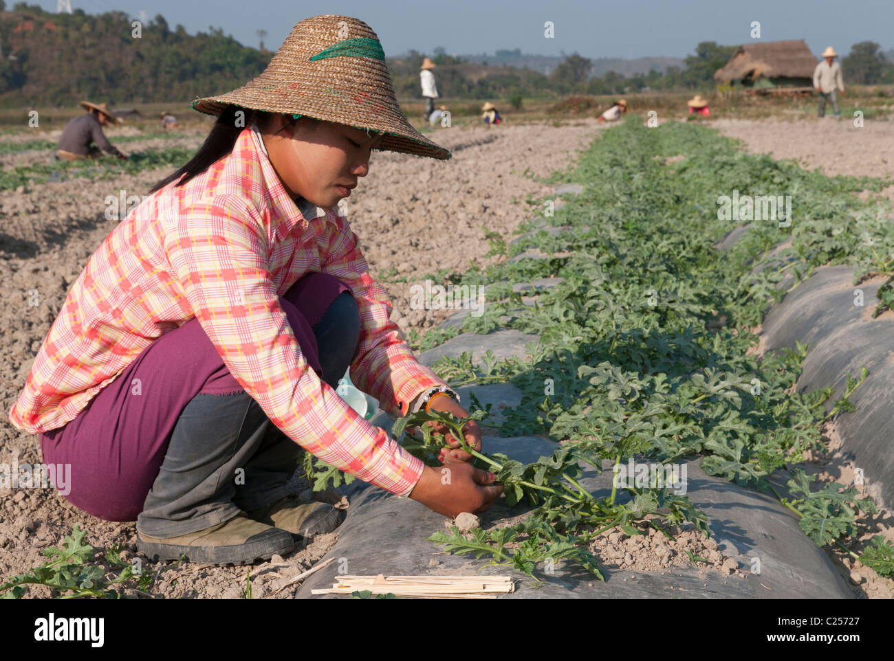 Frau bei der Arbeit in einem Feld. Hsipaw. Nördlichen Shan Staat. Myanmar Stockfoto