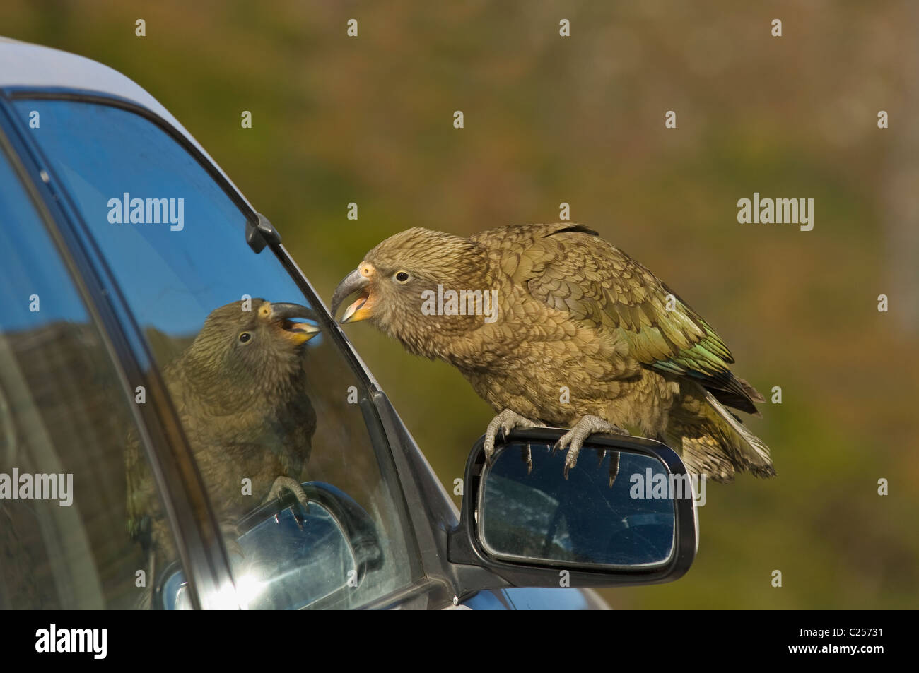 Kea (Nestor Notabilis) Arthurs Pass, Neuseeland Stockfoto