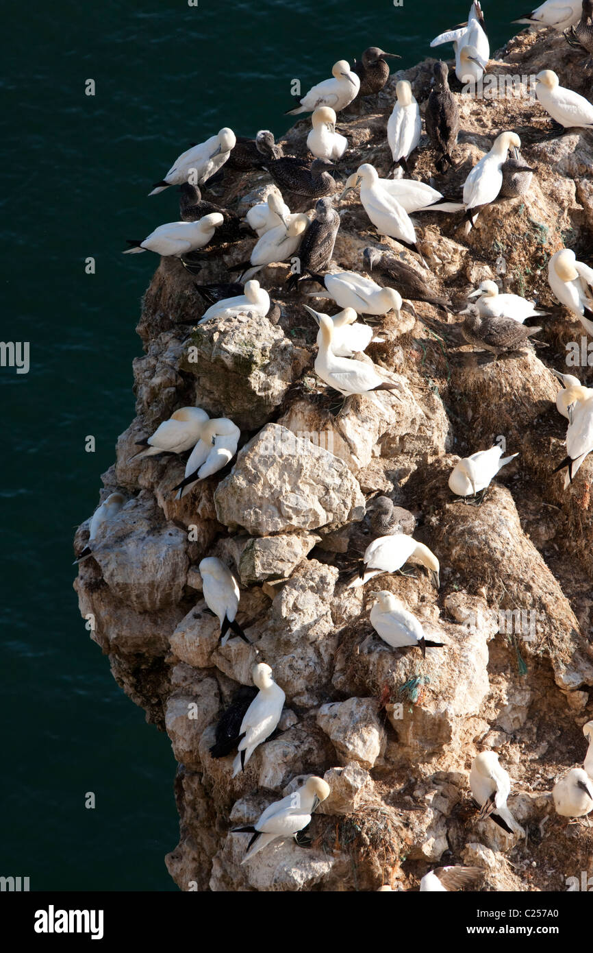 Basstölpel auf den Klippen an der RSPB Bempton Nature reserve, Flamborough, East Yorkshire Stockfoto