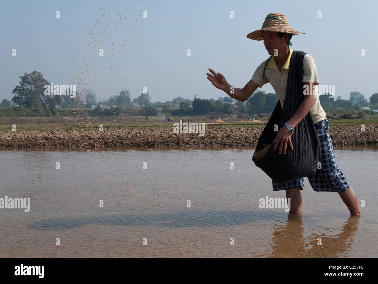 Landwirt Aussaat in Paddy Reis. Hsipaw. Nördlichen Shan Staat. Myanmar Stockfoto