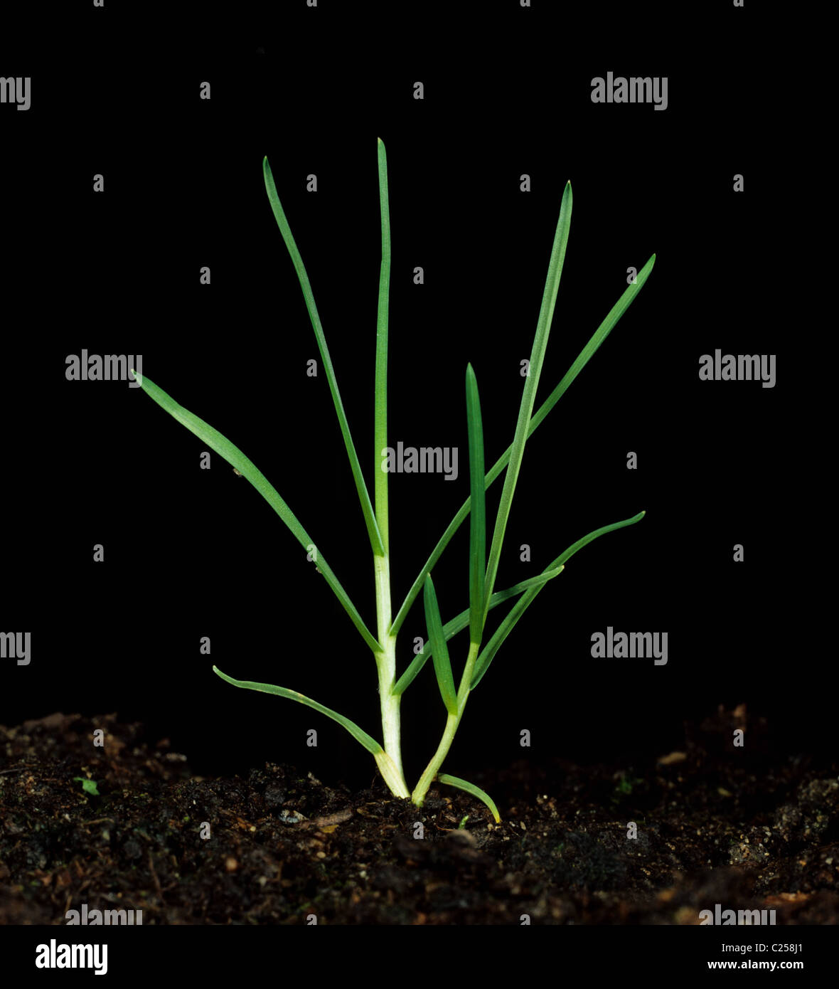 Rau-gestielt Wiese grass tillering Pflanze (Poa Trivialis) Stockfoto