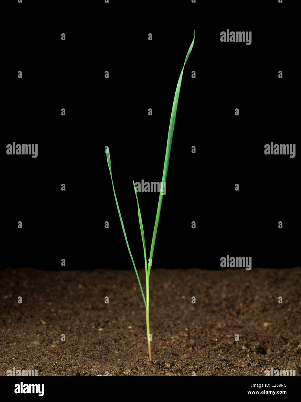 Nagte Canary Grass (Phalaris Paradoxa) Setzling Pflanzen Stockfoto