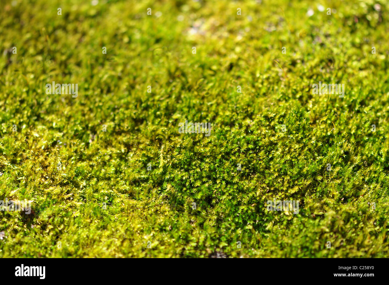 Nahaufnahme von einem Teppich aus grünem Moos im Sonnenlicht Stockfoto