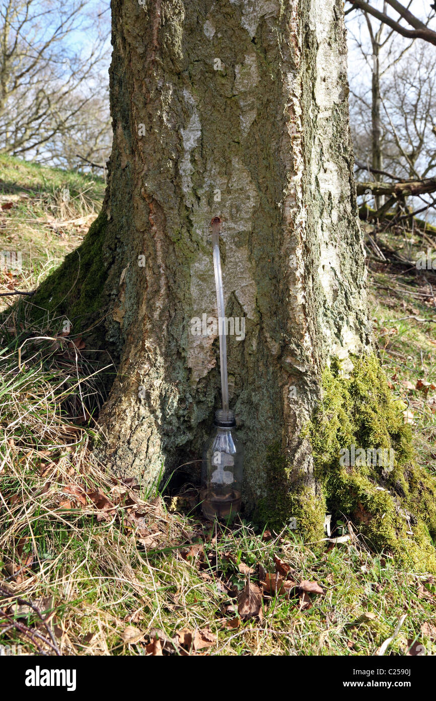 Sammeln von Sap von einem Silver Birch Tree Betula Alba in den Frühling-UK Stockfoto
