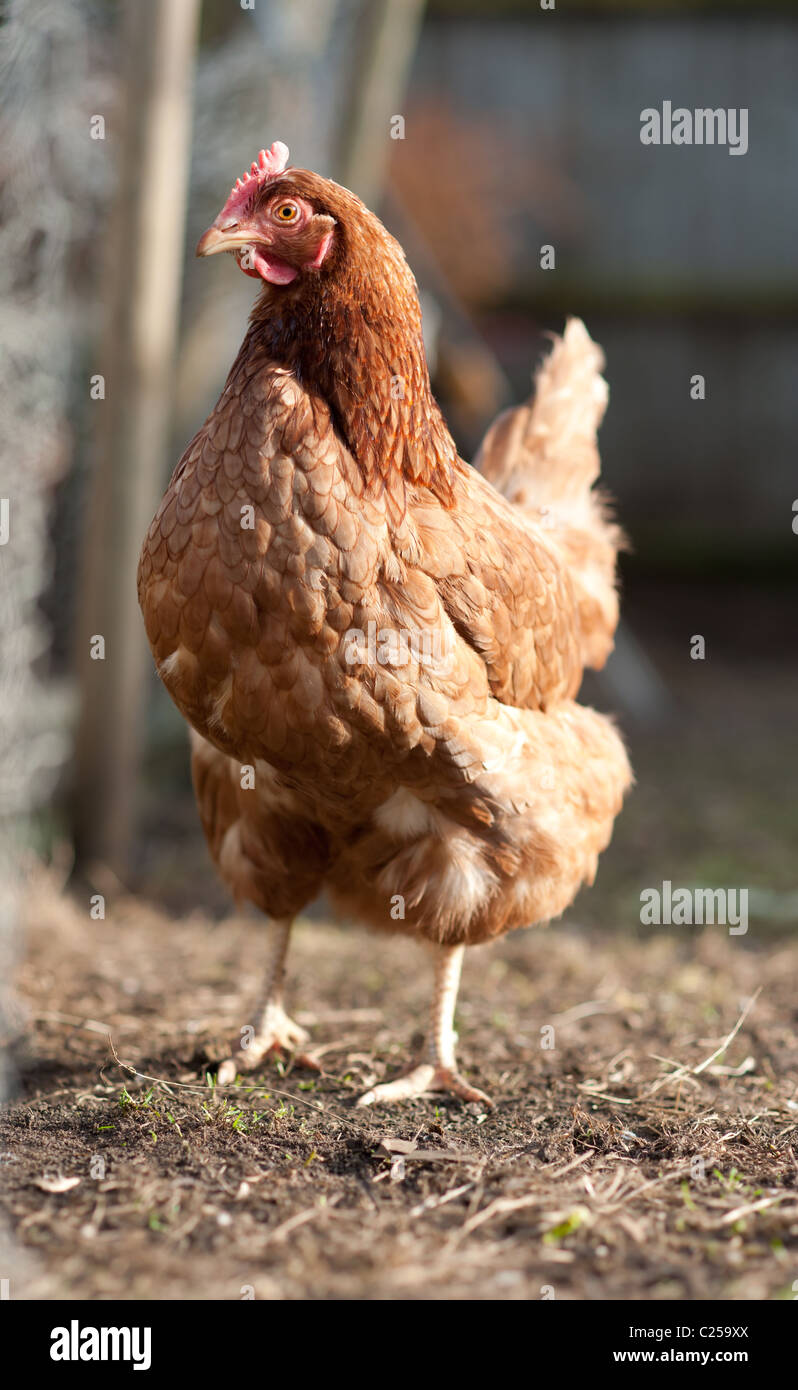 Freie Auswahl Huhn Henne in einem Garten Stockfoto