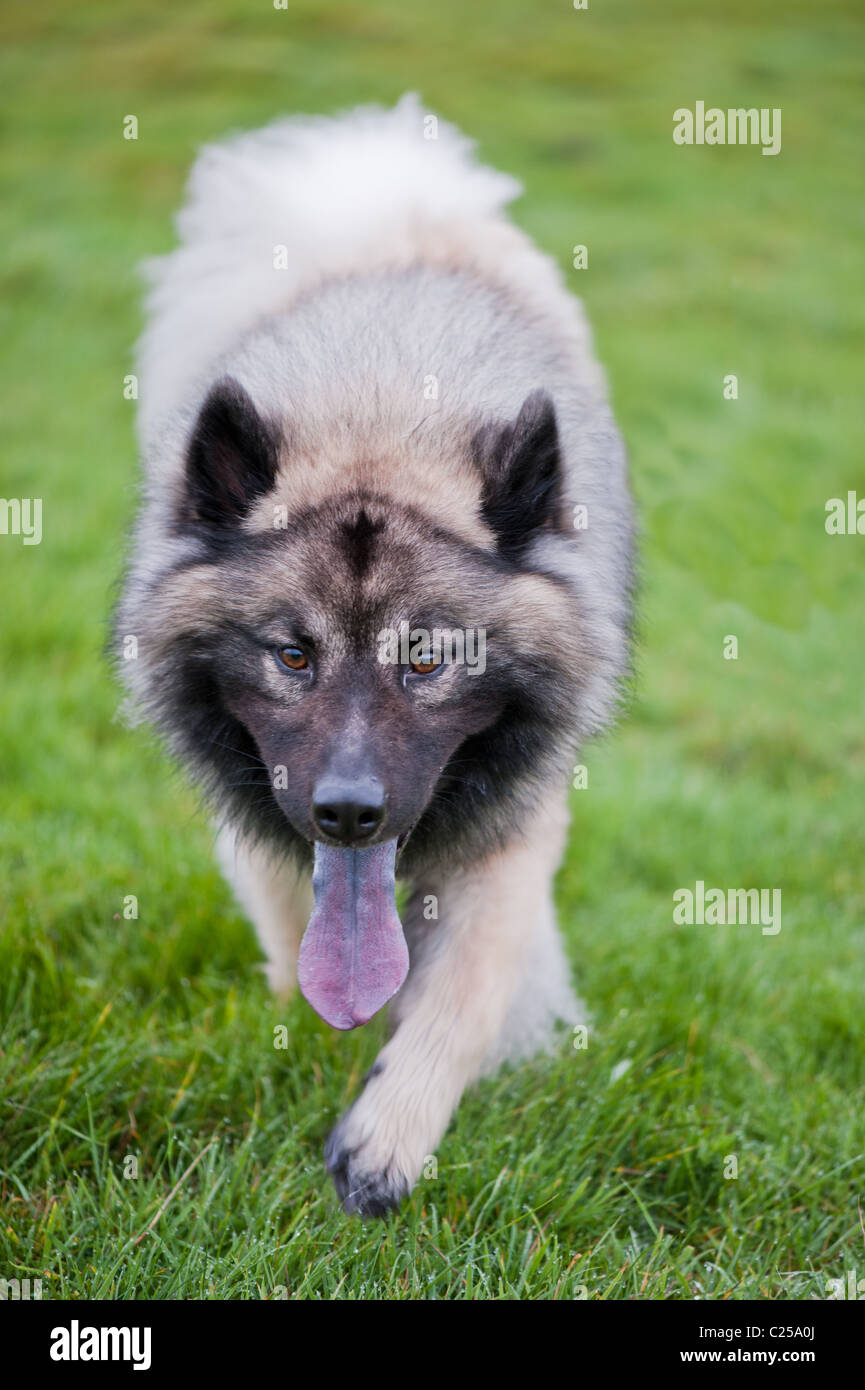 Ein Wolf wie Eurasier Hund trabt durch ein Feld Stockfoto