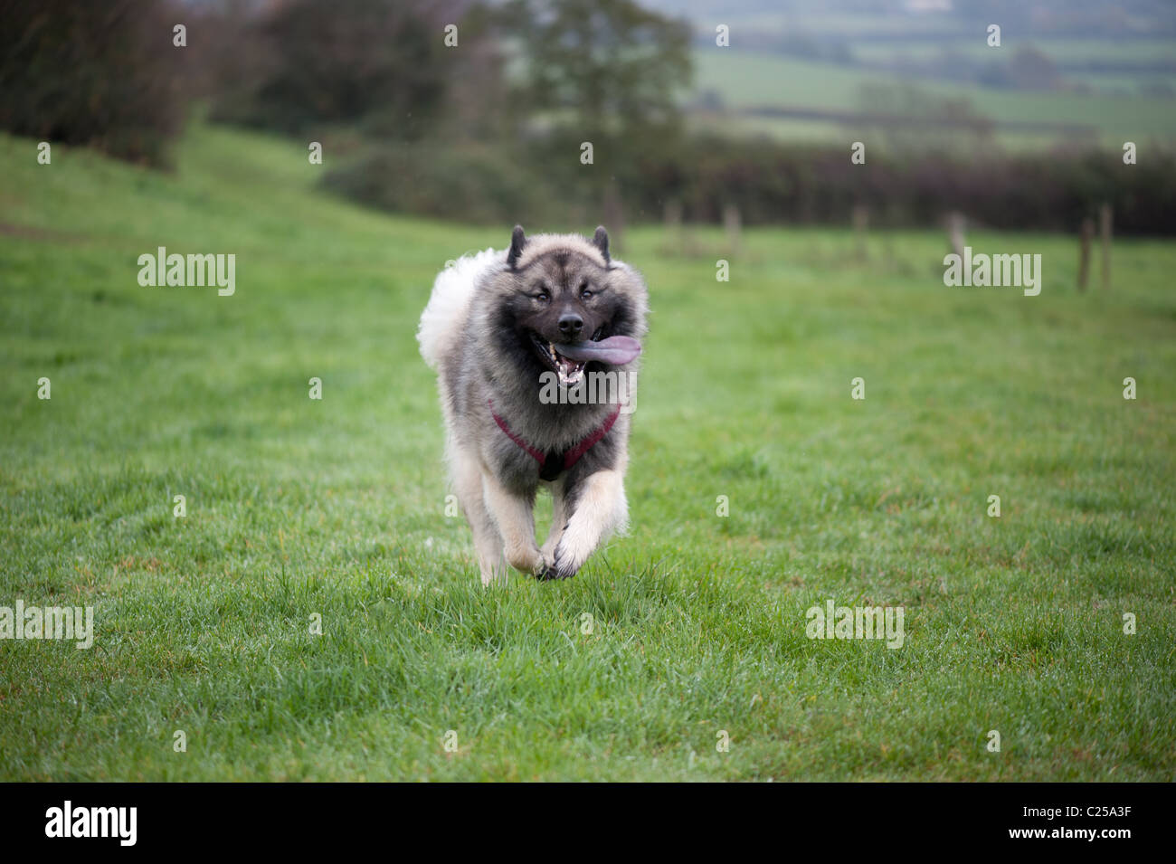 Ein Wolf wie Hund läuft durch ein Feld. Stockfoto