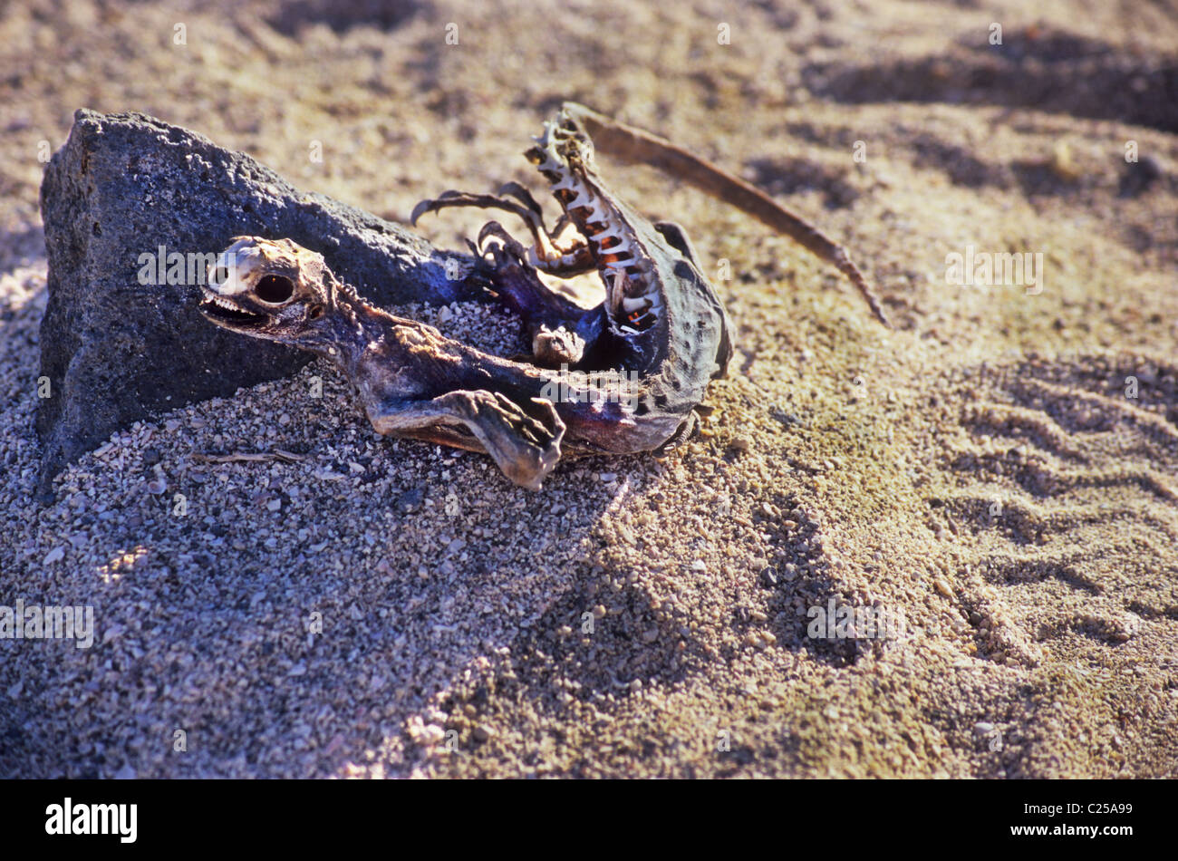 Marine Iguana island (Amblyrhynchus Cristatus) Skelettreste auf der Plaza Las Galapagos. Ecuador. Stockfoto