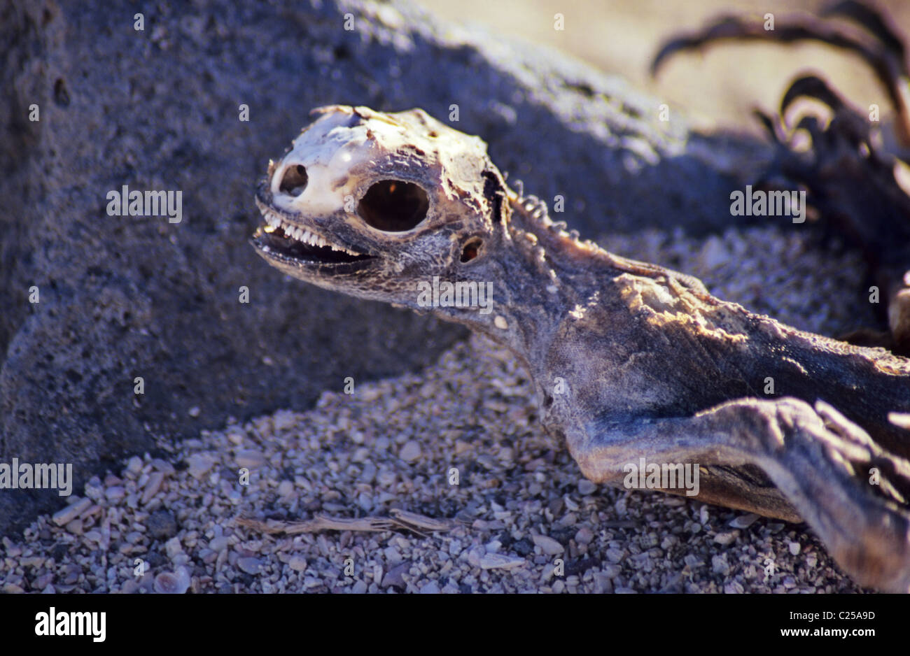 Marine Iguana island (Amblyrhynchus Cristatus) Skelettreste auf der Plaza Las Galapagos. Ecuador. Stockfoto