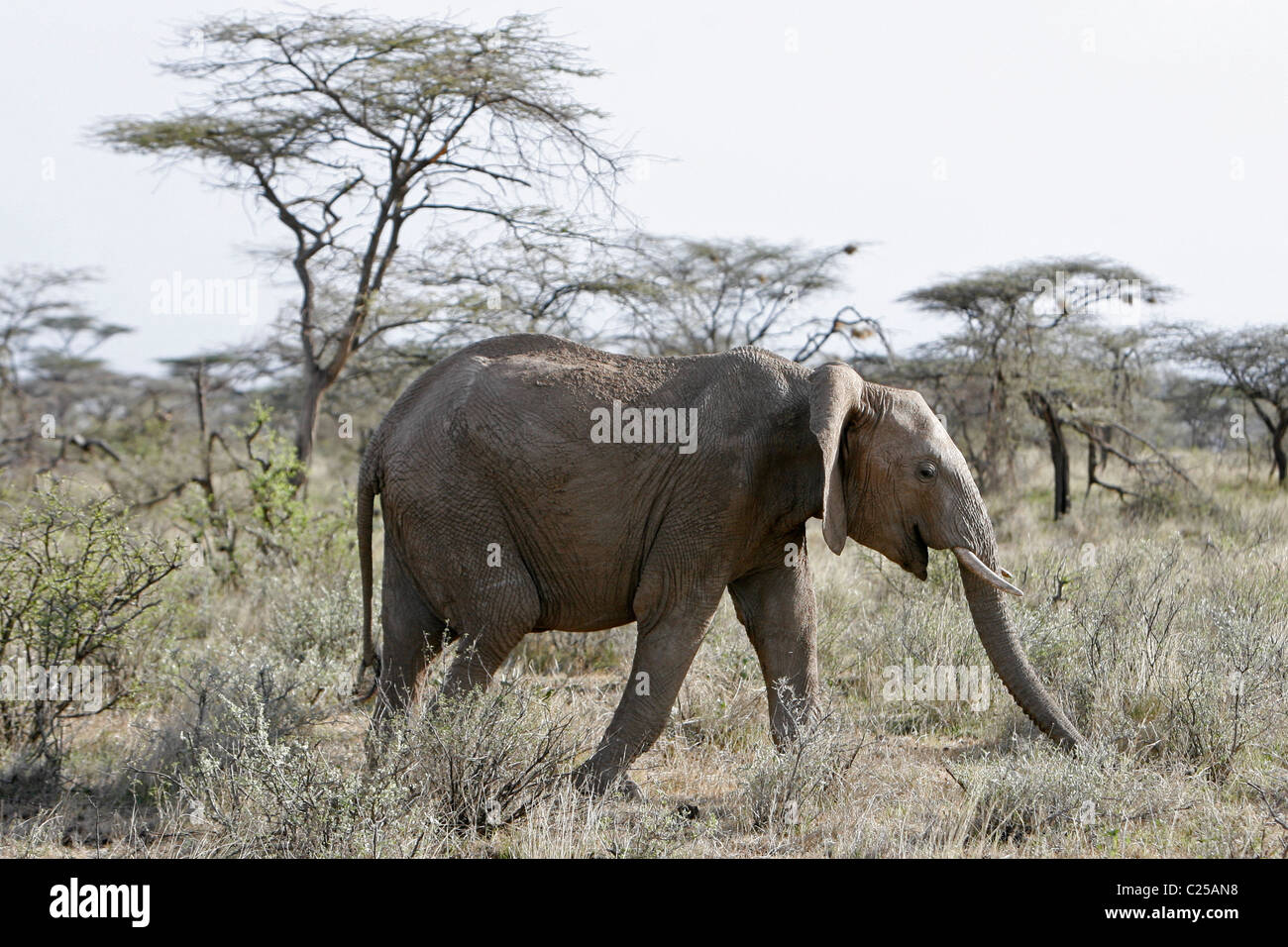 Einen afrikanischen Elefanten in Samburu National Reserve in Kenia Stockfoto