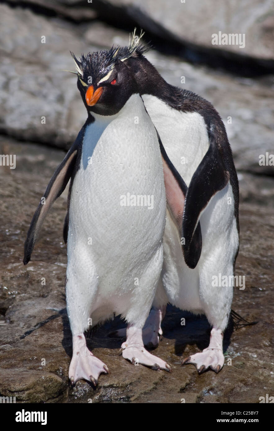 Paar von Southern Rockhopper Penguins (Eudyptes Chrysocome), Saunders Island, Falkland Stockfoto