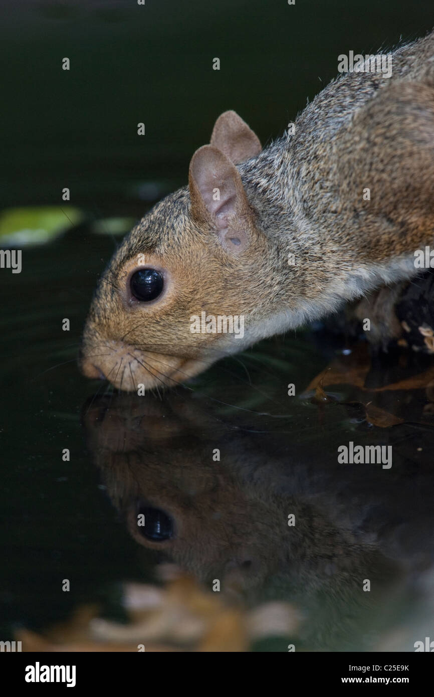 Östliche graue Eichhörnchen (Sciurus Carolinensis) nehmen einen Drink aus einem Pool im New Yorker Central Park Stockfoto