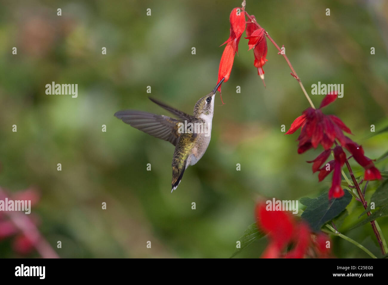 Ruby – Throated Kolibri (Archilochos Colubris) Fütterung auf roter Kardinal Blumen im New Yorker Central Park Stockfoto