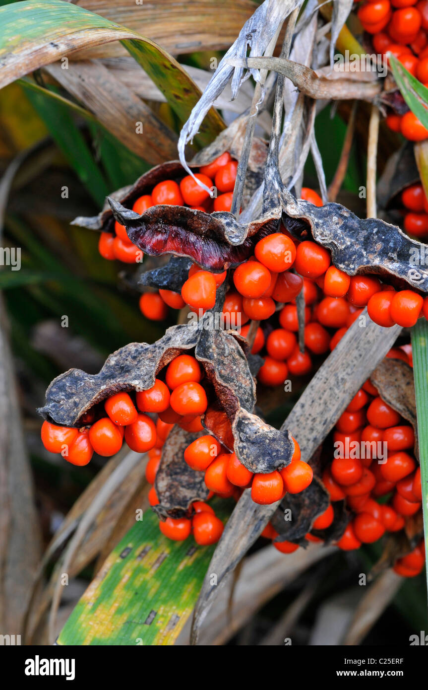 Stinkender Iris oder Gladwyn Iris: Iris Foetidissima. Rote Beeren im winter Stockfoto