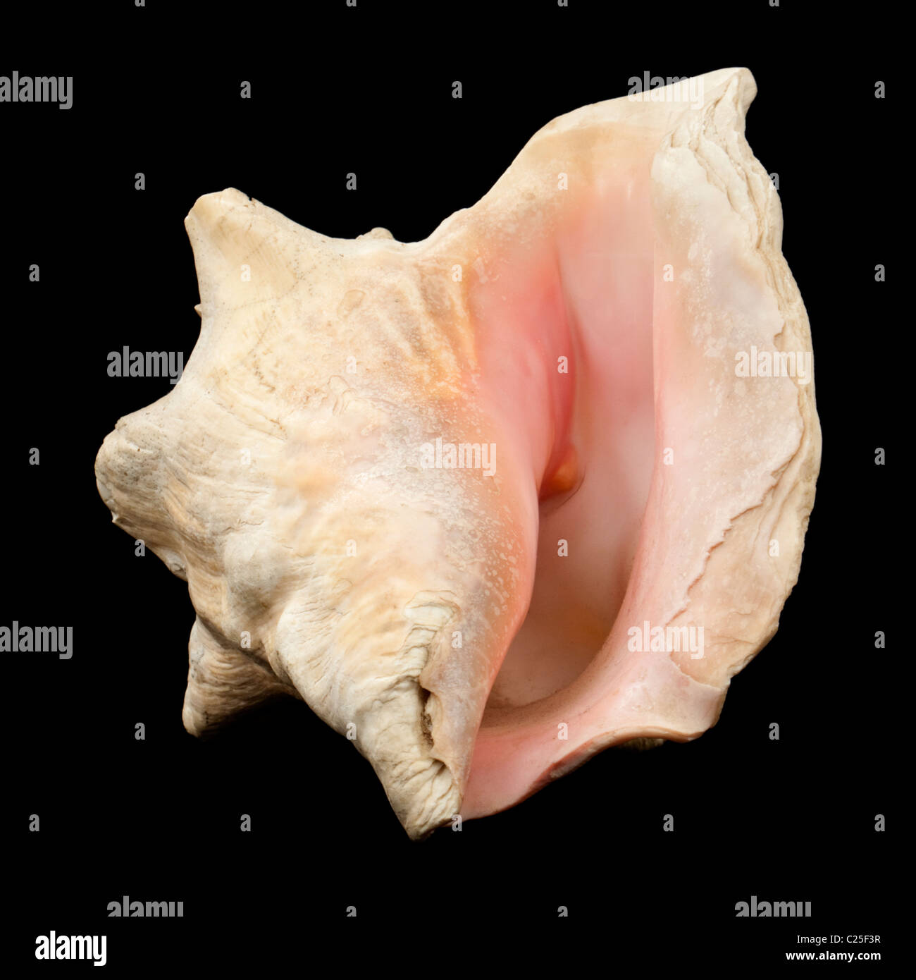 Riesige rosa Muschel Seashell zurück Stockfoto