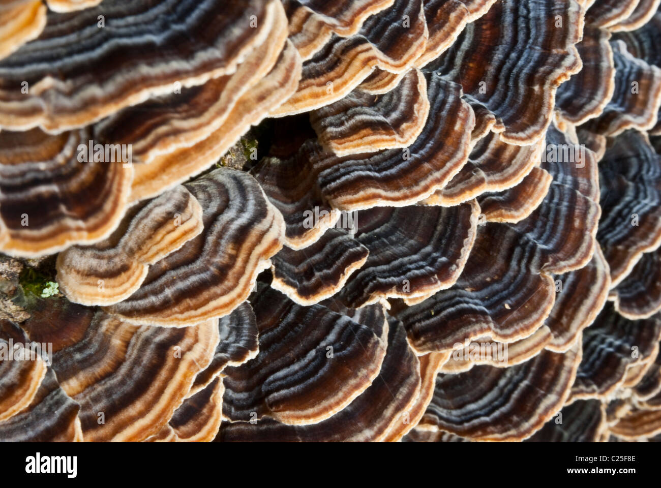 Close-up auf Polyporus Pilz Baum wächst auf einem Baum. Stockfoto
