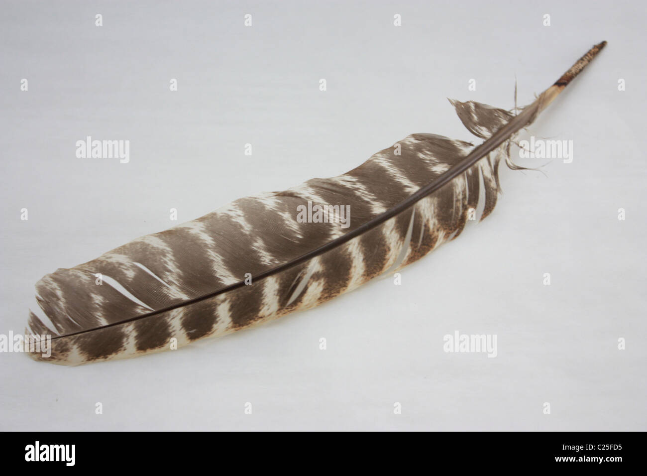 Truthahnfeder Stockfotos Und Bilder Kaufen Alamy