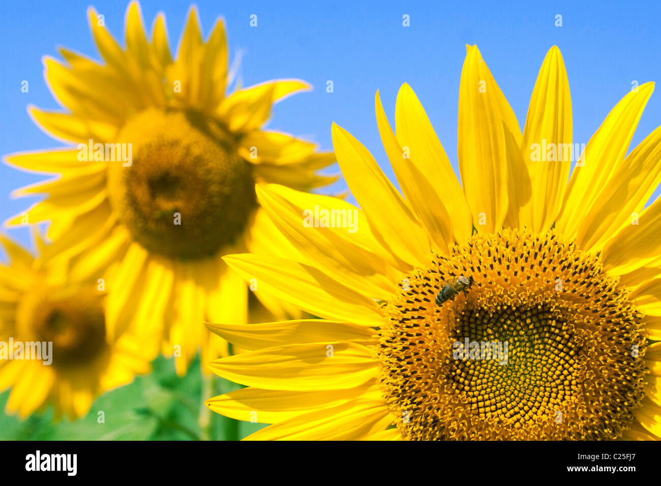 Biene auf eine schöne Sonnenblume Stockfoto