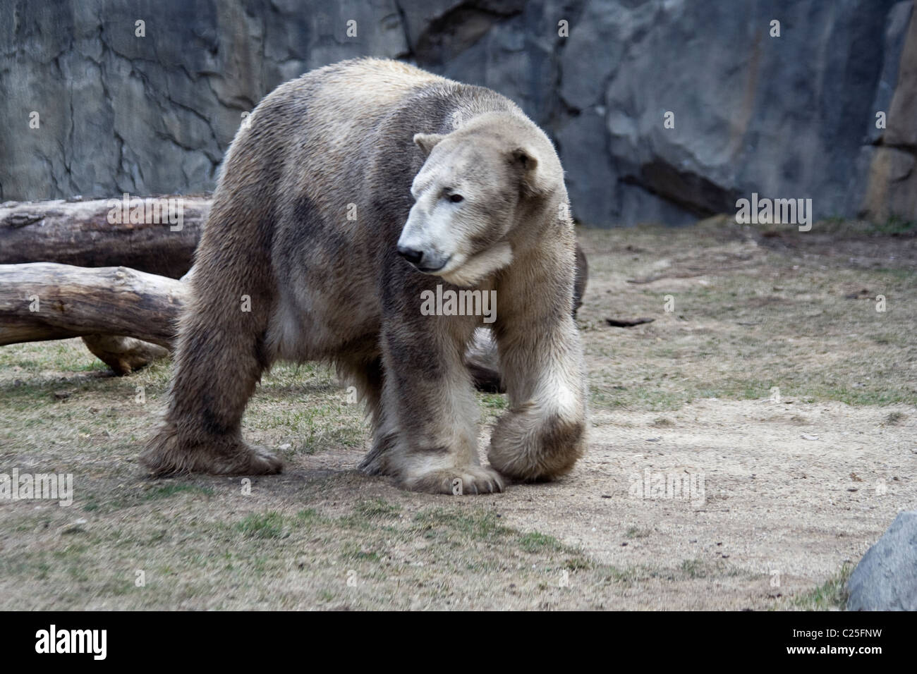 Der Eisbär (Ursus Maritimus) Stockfoto