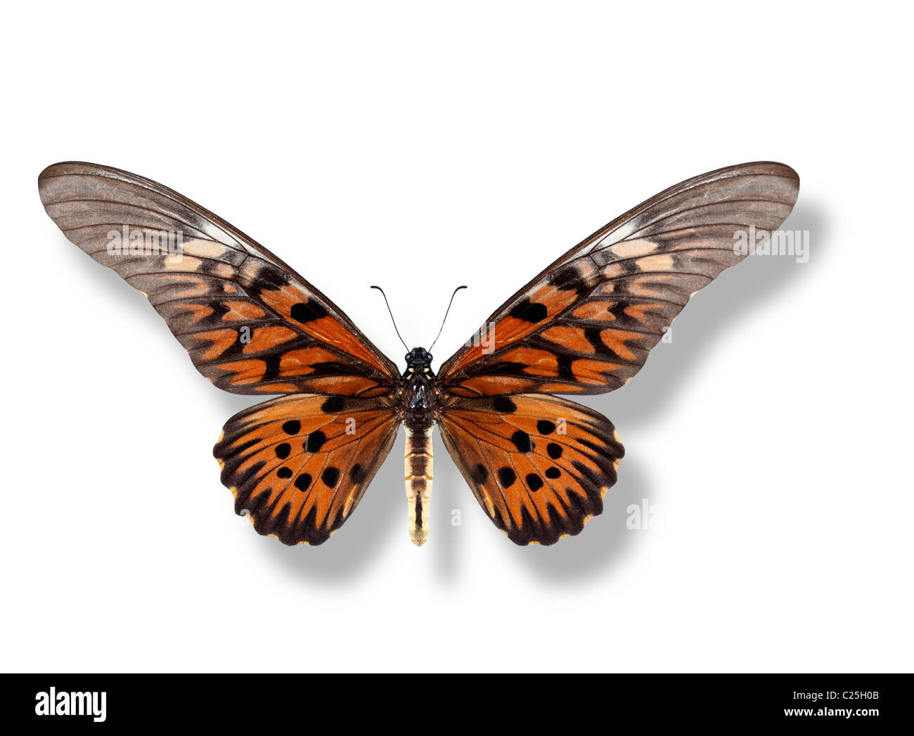 Riesige afrikanische Schwalbenschwanz-Schmetterling Stockfoto