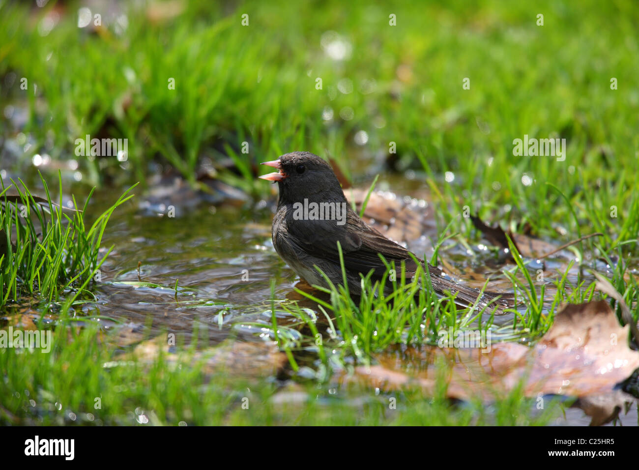 Dunkel-gemustertes Junco (Junco Hyemalis Hyemalis), Schiefer gefärbte Unterart, Männlich Stockfoto