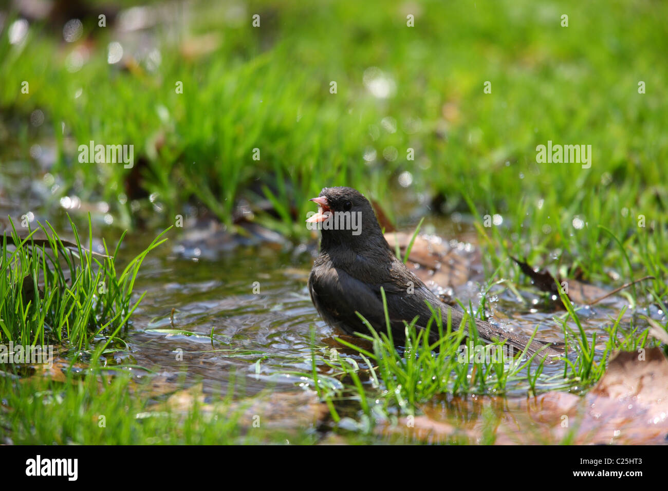 Dunkel-gemustertes Junco (Junco Hyemalis Hyemalis), Schiefer gefärbte Unterart, Männlich Stockfoto