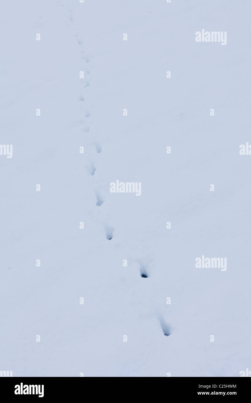 Kleines Tier Fußspuren im Schnee Stockfoto