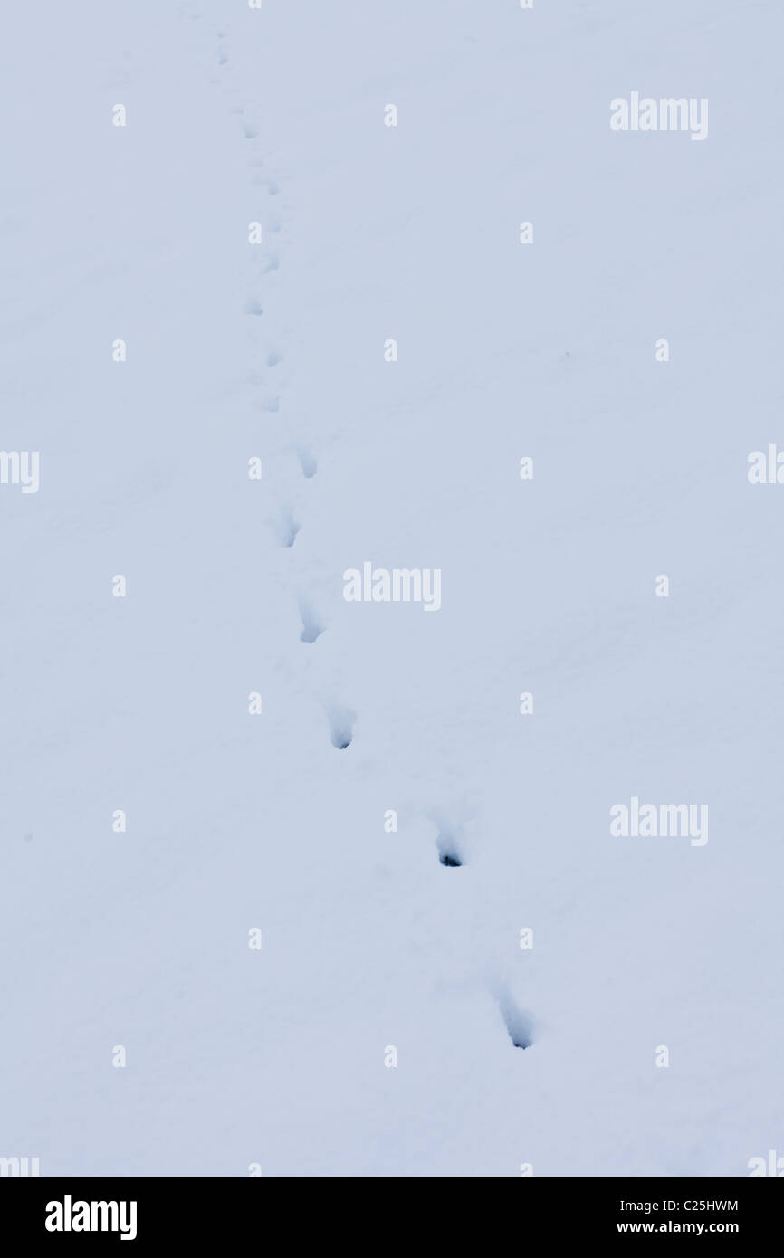 Kleines Tier Fußspuren im Schnee Stockfotografie - Alamy