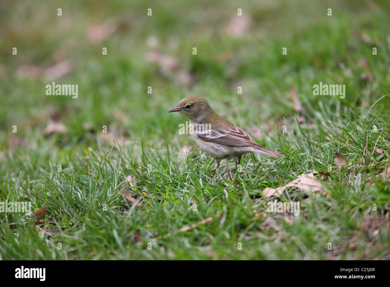 Pine Warbler (Dendroica Pinus Pinus), Weiblich, Frühling Migrationshintergrund New Yorks Central Park füttern auf dem Boden. Stockfoto