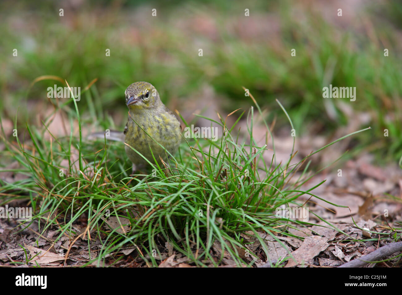 Pine Warbler (Dendroica Pinus Pinus), Weiblich, Frühling Migrationshintergrund New Yorks Central Park füttern auf dem Boden. Stockfoto