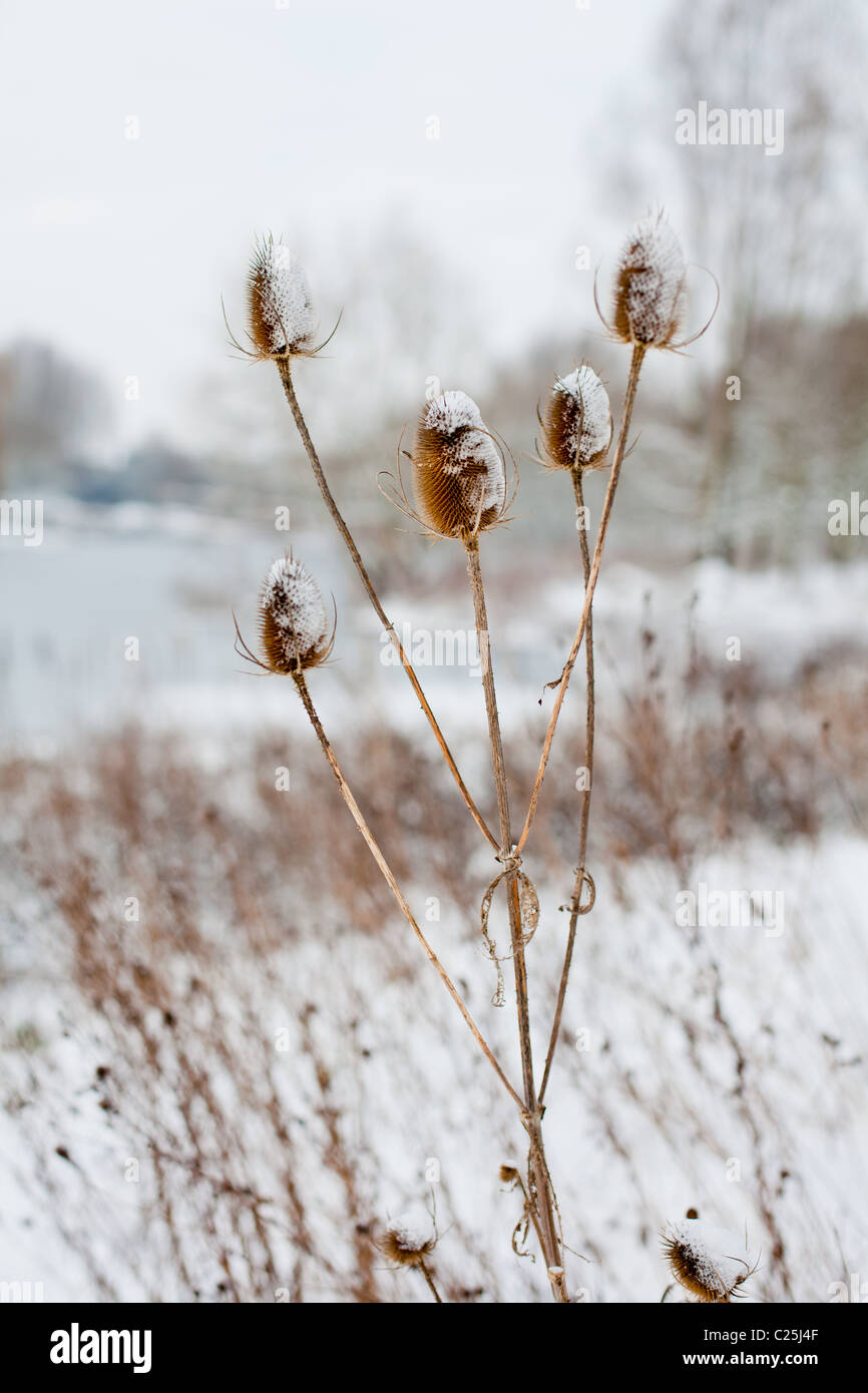 Schnee auf Disteln (Teasles) Stockfoto