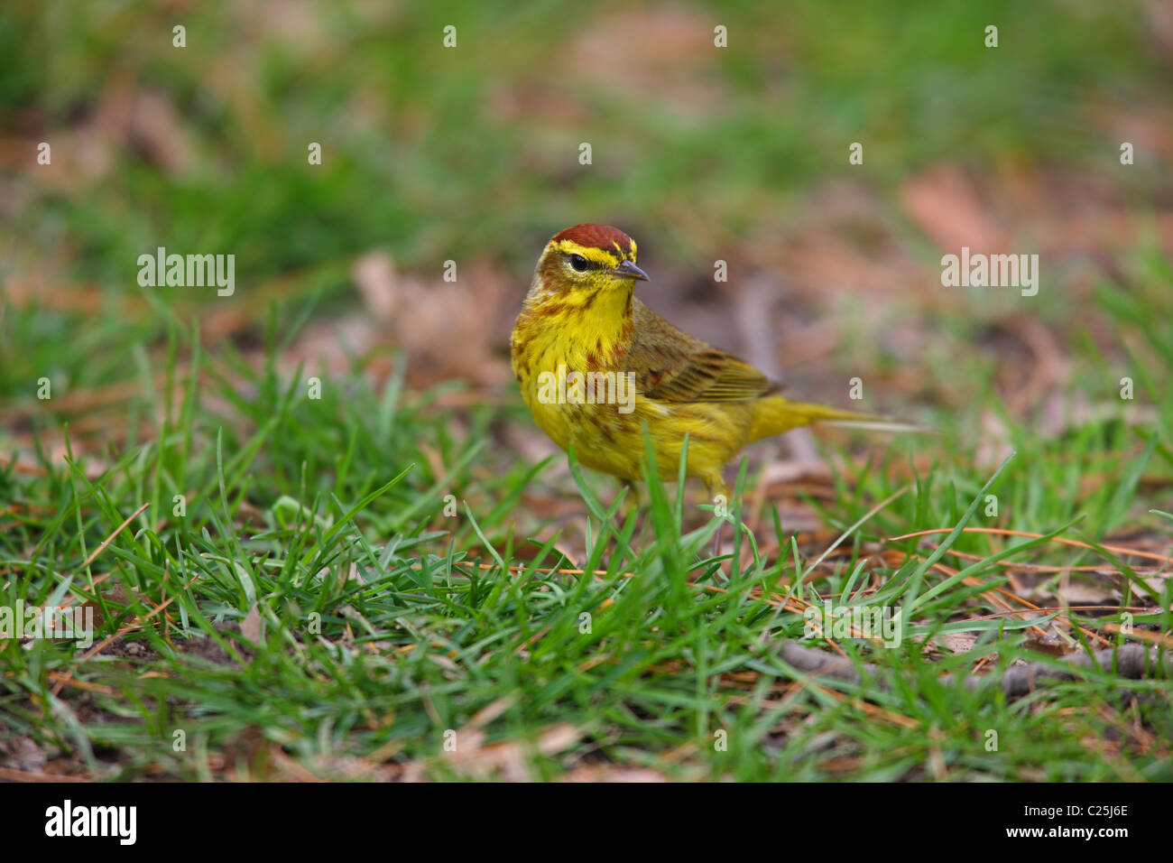 Palm Warbler (Dendroica Palmarum Hypochrysea), gelbe Unterart, Migrationshintergrund Frühling New Yorks Central Park. Stockfoto