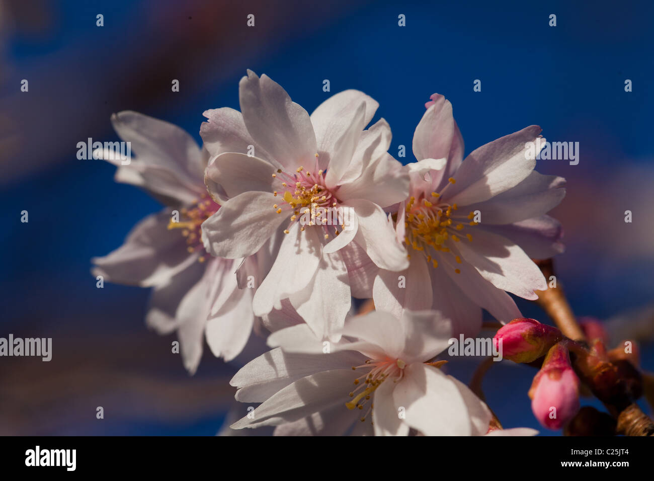 Blüte auf einem Ast im Frühjahr Stockfoto