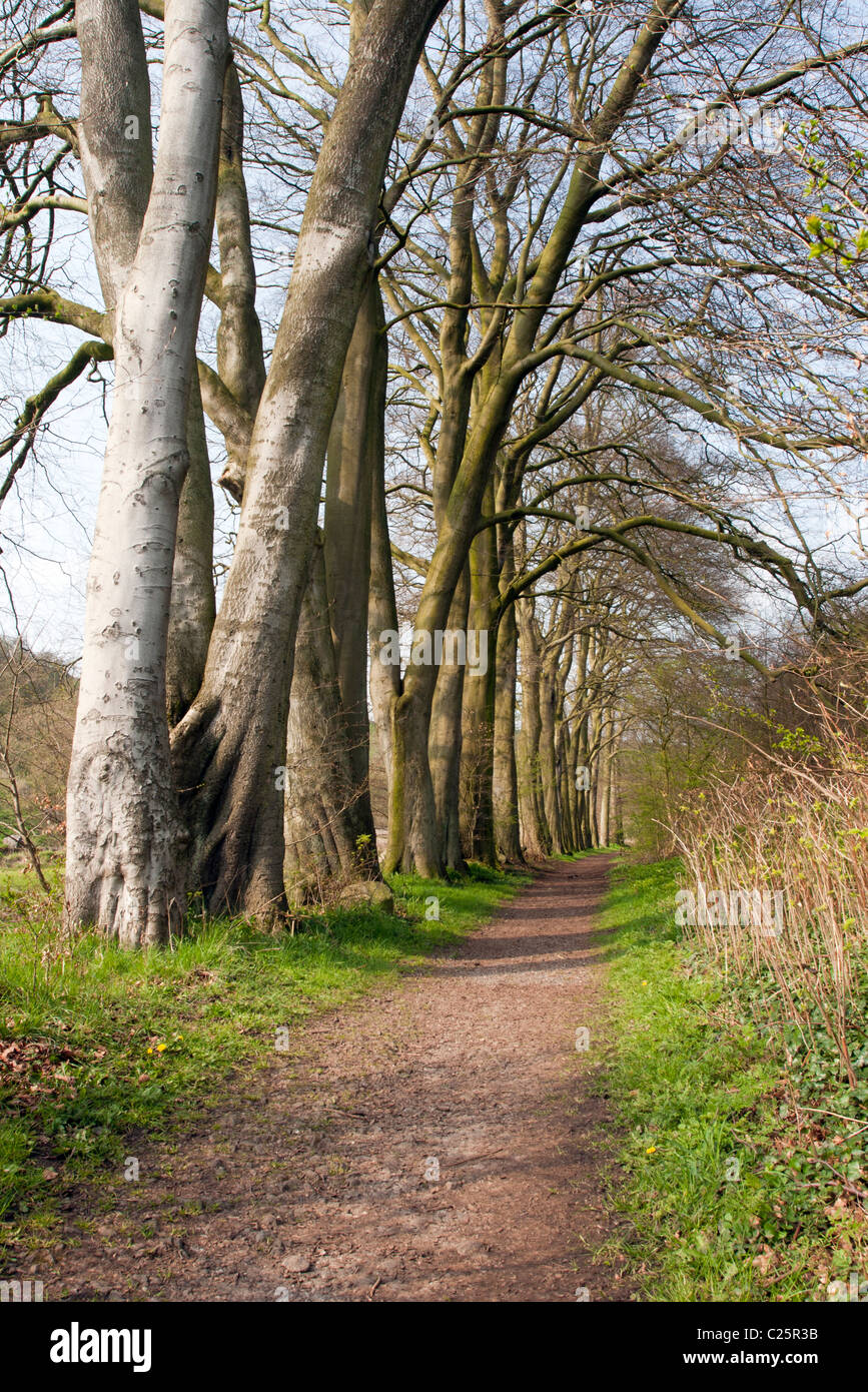 Tideswell Dale, Derbyshire, England Stockfoto